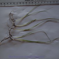 Halodula pinifolia (Niki) Hartog